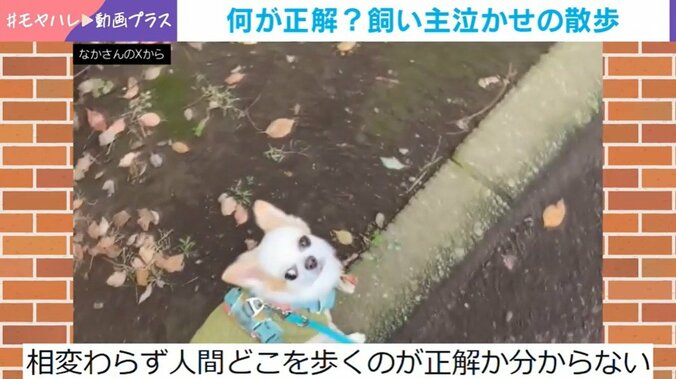 チワワのいずも丸くん