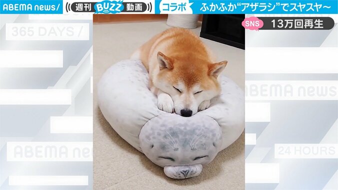 「寝顔のシンクロ率100％」柴犬とアザラシの悶絶コラボが妙にじわる 「奇跡の可愛さ」反響も続々 1枚目