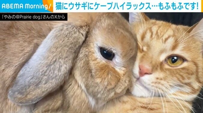 ウサギのポテトくん（3歳）、猫のピチタロウくん（1歳）