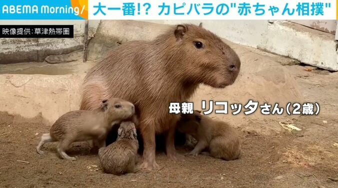 カピバラ