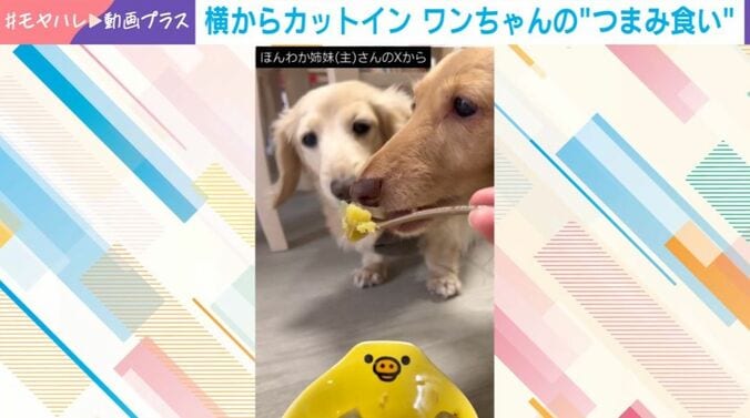 ダックスフント