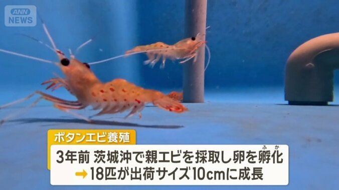 養殖に取り組み始めたのは3年前