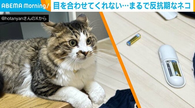 猫のほたてくん（1歳）