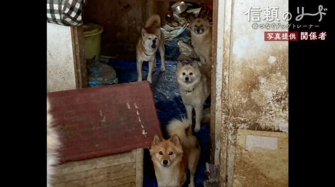 秋田で起きた“多頭飼育崩壊”