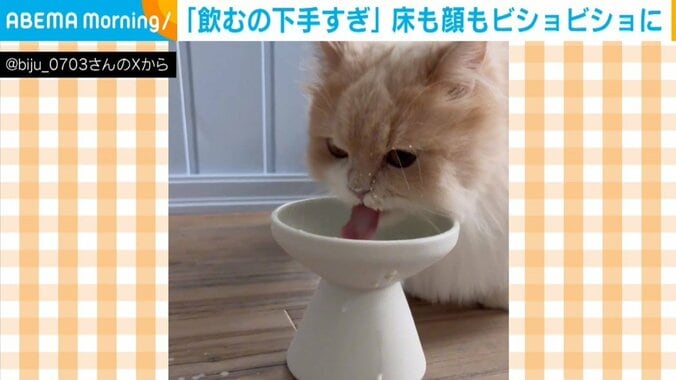 ミヌエットのビジュちゃん（3歳）