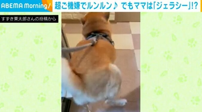 超ご機嫌な様子で散歩から帰宅した柴犬 キュートすぎる“ルンルンステップ”に飼い主ほっこり 1枚目