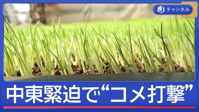 イラン攻撃で“日本のコメ作り”に打撃　田植え前に農家困惑「辞めるしか」 1枚目