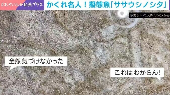 ササウシノシタが隠れる様子