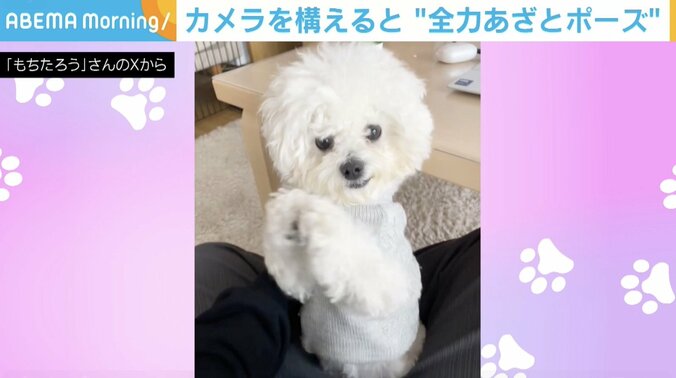 もちたろうくん