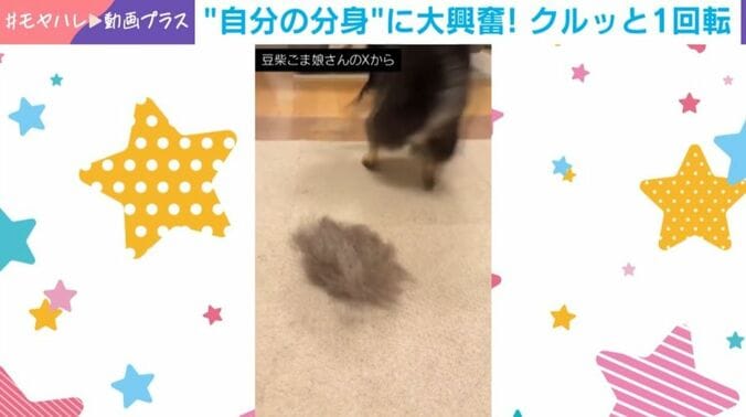 黒柴