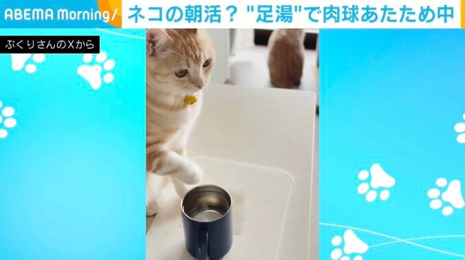 猫のポッケくん