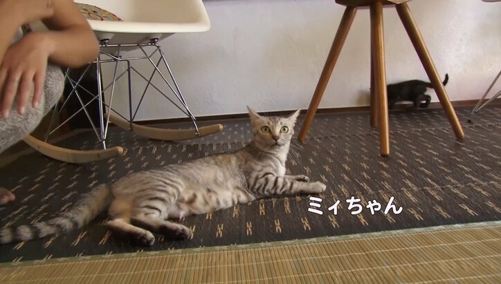 天使さんかな? 沖縄の島々で美猫に遭遇ニャン!「美ら猫」シリーズ連続放送