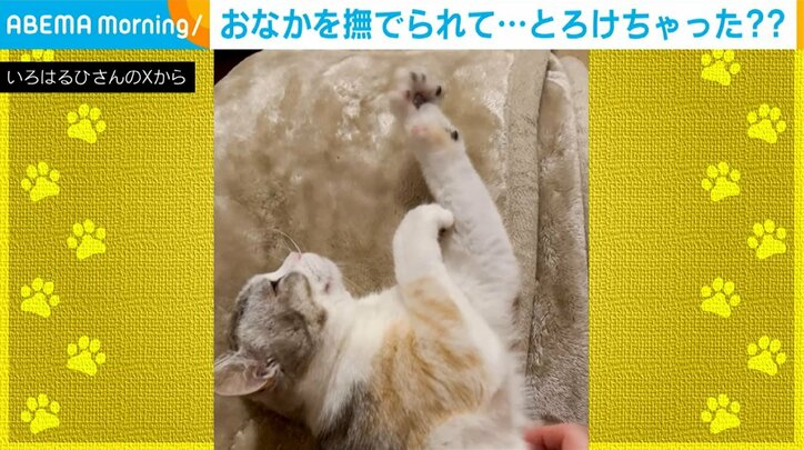 マンチカンのいろはちゃん（1歳）