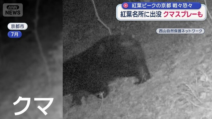 京都市でも今年クマの出没が急増