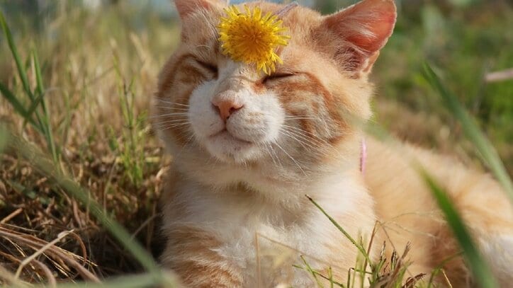 春ですにゃ〜！ 人気「旅猫ロマン」シリーズ、週末に3タイトル初放送
