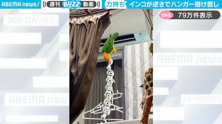 シロハラインコの「まさるくん」