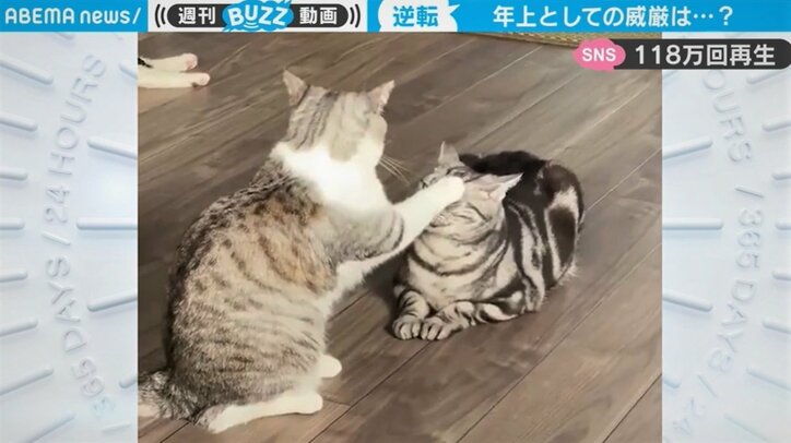 「絶対イラついてるw」年下ネコにナメられ放題、必死に耐える先輩ネコの表情が話題