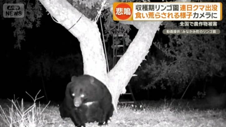 丸々と太ったクマ