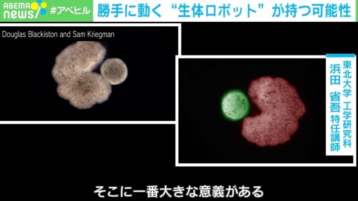 複製して子孫残す！ カエルの細胞から生まれた “生体ロボット” 
