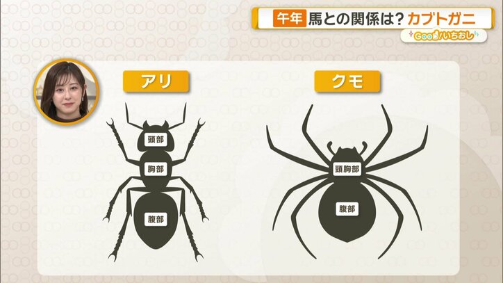 クモやサソリ「頭胸部」と腹部に分かれている