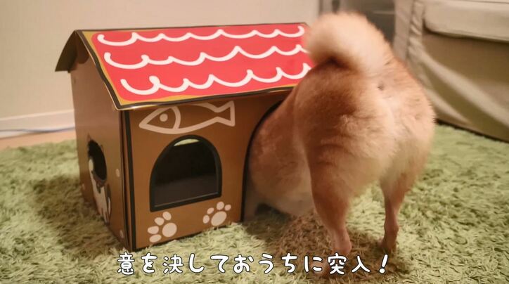 「お尻出てるよ!」ふわもこ柴犬だいふく、家を買う? お散歩やおもちゃに大興奮