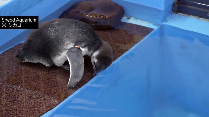 ミナミコアリクイの赤ちゃん誕生、春に生まれたペンギンがプールデビュー アメリカ