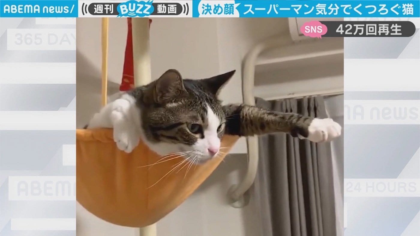 ドヤ顔でくつろぐ猫が 見事にスーパーキャット ヒーローを連想させると話題 国内 Abema Times