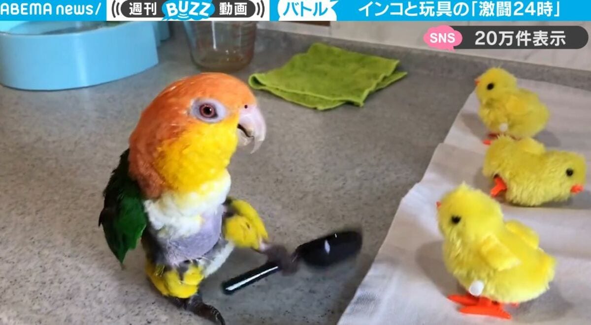 ヒヨコのおもちゃに怒りまくるインコ、四六時中敵意むき出し！隙