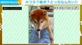 キツネに間違えられた柴犬の2年後「ご飯は減ったのになぜか体重が…」飼い主が明かす近況にほっこり