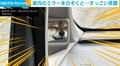 すっごい笑顔の柴犬 車内ミラーに写った“笑撃的な瞬間”に「とっても楽しそう」「めちゃくちゃカワイイ」と絶賛の声