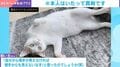 「僕いません」突然の来客→慌てて逃げた猫のまさかの姿に「あざとい…！」「頭が突き刺さってる!!!」「可愛すぎる」など反響