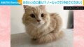 耳掃除嫌いの猫がノールックで「やめてください」! “武道の達人”のような動きに「世界一可愛い」と反響