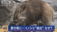 【映像】同じ寺に何度も何度も 節分前にイノシシ続出