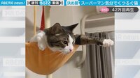 【映像】「スーパーマン」気分でくつろぐ猫