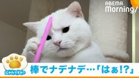 【映像】棒で撫でられて“怒り心頭”な猫 手でなでられたときの比較ショットが話題
