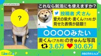 30万人のお墨付き…!? お手本のような“犬の証明写真”