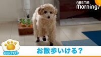 【映像】初めて靴を履いた犬の“斜め上”をいく行動