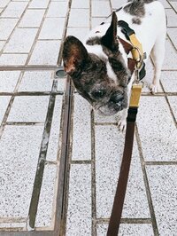 松居直美『ブログ』