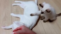 【映像】子猫が先輩猫をなでる瞬間