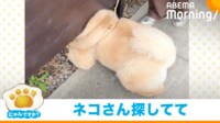 【映像】猫探しに夢中になりすぎて壁にめり込む犬