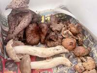 辻希美『おはにゅん』