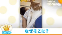 【映像】寝ている男の子の上に乗るはっさくくん