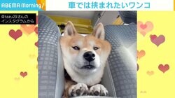 車の座席の間にスポッ！ “挟まれたい”豆柴に反響 「食パンではないよね？」「今日も安定のピッタリ」