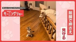 猫じゃらしを持つのは…ネコ！　遊んであげるネコちゃん　遊ばずにはいられニャい？