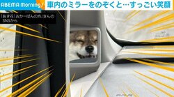 すっごい笑顔の柴犬 車内ミラーに写った“笑撃的な瞬間”に「とっても楽しそう」「めちゃくちゃカワイイ」と絶賛の声