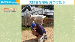 背中に飛び乗った子ヤギ さらに高い所を求めて頭頂部へ 飼い主「帽子のポッチを前蹴りされるとより痛い」