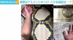 脱走のニュースで関心が？ 「アミメニシキヘビ」の写真がバズった飼い主「明日は我が身の精神で施錠を徹底」