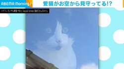 「映画の一コマみたい」飼い主が愛猫を激写 偶然撮れた“奇跡の1枚”に「まさに猫神様」「神々しい」と反響続々