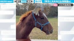 「トナカイかと…」馬の可愛らしいコスプレ姿が話題 イラストを描く視聴者も