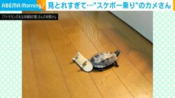 猫に見とれて脇見運転？スケボーを上手に乗りこなすカメの“ドジ”な姿に「脇見運転はダメだよ〜」「修行し直すか」の声